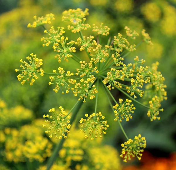 Anethum Graveolens Uma Espécie Planta Com Flor Pertencente Família Apiaceae — Fotografia de Stock