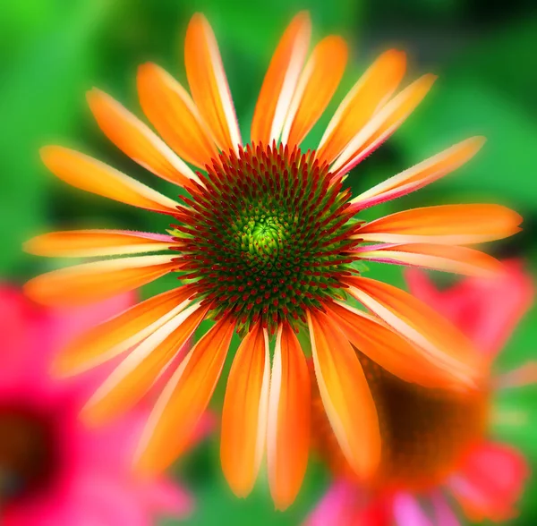 Hermosa Flor Jardín — Foto de Stock