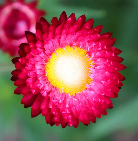 Красива Рожева Квітка Квітковий Концепт Фон — стокове фото