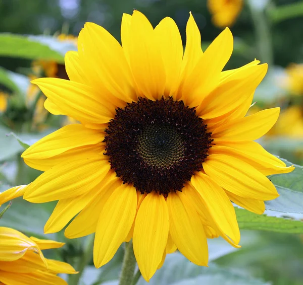 Соняшник Щорічна Рослина Яка Росте Америці Він Має Велику Інфлоресценцію — стокове фото