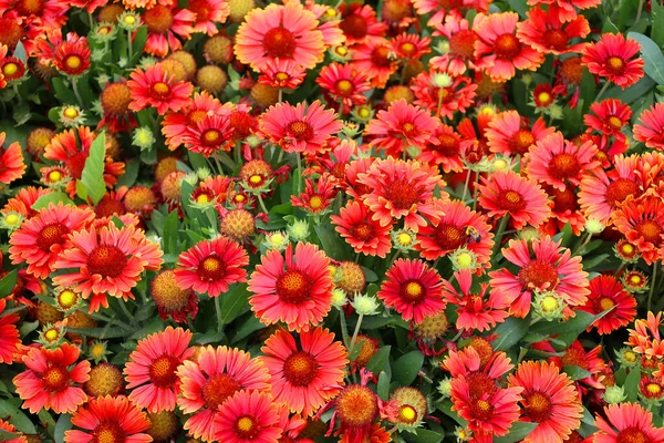 Gaillardia Pulchella Uma Espécie Angiospérmica Gênero Gaillardia Pertencente Família Asteraceae — Fotografia de Stock