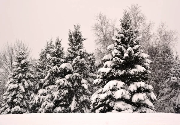 Winter Landscape Bromont Shefford Quebec Canada Stok Fotoğraf