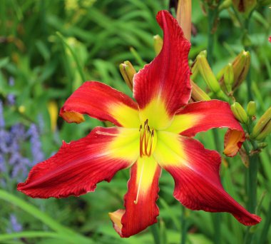 Amaryllis, Amaryllidinae kabilesindeki tek cinstir. Çiçek açan ampullerin iki türü olan küçük bir cinsidir..