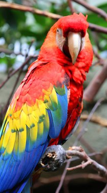 Kızıl Macaw, papağan olarak adlandırılan büyük bir Neotropik papağan grubunun üyesi olan büyük, kırmızı, sarı ve mavi bir Güney Amerika papağanıdır. Güney Amerika 'nın nemli ve yemyeşil ormanlarında yetişir..