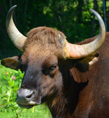 Gaur ya da Hint bizonu, Güney Asya ve Güneydoğu Asya 'ya özgü mevcut en büyük sığırdır. 1986 yılından beri IUCN Kırmızı Listesi 'nde yer almaktadır..