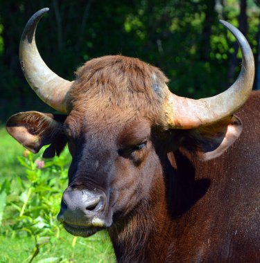 Gaur ya da Hint bizonu, Güney Asya ve Güneydoğu Asya 'ya özgü mevcut en büyük sığırdır. 1986 yılından beri IUCN Kırmızı Listesi 'nde yer almaktadır..