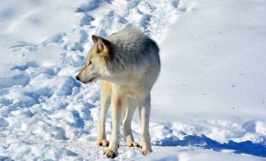 Kışın gri veya gri kurtta, aynı zamanda kereste ya da batı kurdu, Avrasya ve Kuzey Amerika 'nın vahşi ve uzak bölgelerine özgü bir köpek türüdür. Ailesinin en büyük üyesidir.