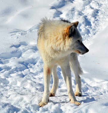 Kışın gri veya gri kurtta, aynı zamanda kereste ya da batı kurdu, Avrasya ve Kuzey Amerika 'nın vahşi ve uzak bölgelerine özgü bir köpek türüdür. Ailesinin en büyük üyesidir.