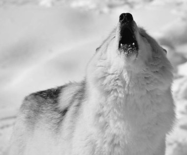 Kışın gri veya gri kurtta, aynı zamanda kereste ya da batı kurdu, Avrasya ve Kuzey Amerika 'nın vahşi ve uzak bölgelerine özgü bir köpek türüdür. Ailesinin en büyük üyesidir.