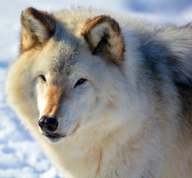 Kışın gri veya gri kurtta, aynı zamanda kereste ya da batı kurdu, Avrasya ve Kuzey Amerika 'nın vahşi ve uzak bölgelerine özgü bir köpek türüdür. Ailesinin en büyük üyesidir.