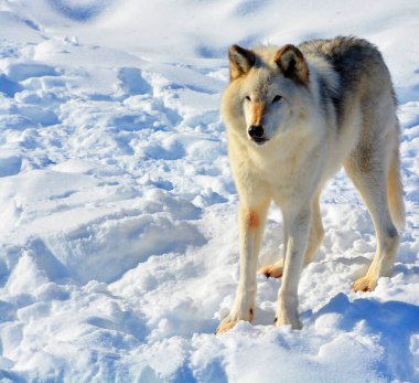 Kışın gri veya gri kurtta, aynı zamanda kereste ya da batı kurdu, Avrasya ve Kuzey Amerika 'nın vahşi ve uzak bölgelerine özgü bir köpek türüdür. Ailesinin en büyük üyesidir.
