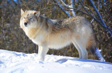 Kışın gri veya gri kurtta, aynı zamanda kereste ya da batı kurdu, Avrasya ve Kuzey Amerika 'nın vahşi ve uzak bölgelerine özgü bir köpek türüdür. Ailesinin en büyük üyesidir.