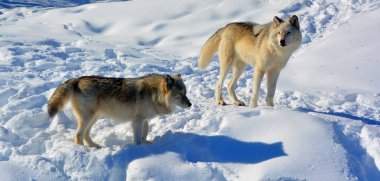 Kışın gri veya gri kurtta, aynı zamanda kereste ya da batı kurdu, Avrasya ve Kuzey Amerika 'nın vahşi ve uzak bölgelerine özgü bir köpek türüdür. Ailesinin en büyük üyesidir.