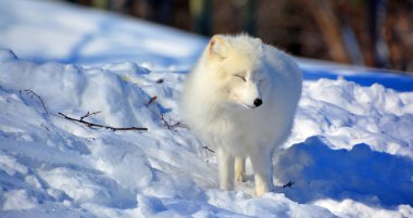 Kuzey Kutup Tilkisi (