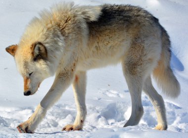 Kışın gri veya gri kurtta, aynı zamanda kereste ya da batı kurdu, Avrasya ve Kuzey Amerika 'nın vahşi ve uzak bölgelerine özgü bir köpek türüdür. Ailesinin en büyük üyesidir.