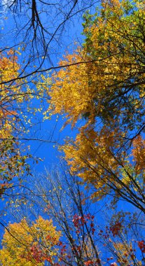 autumn landscape with yellow trees foliage and blue sky