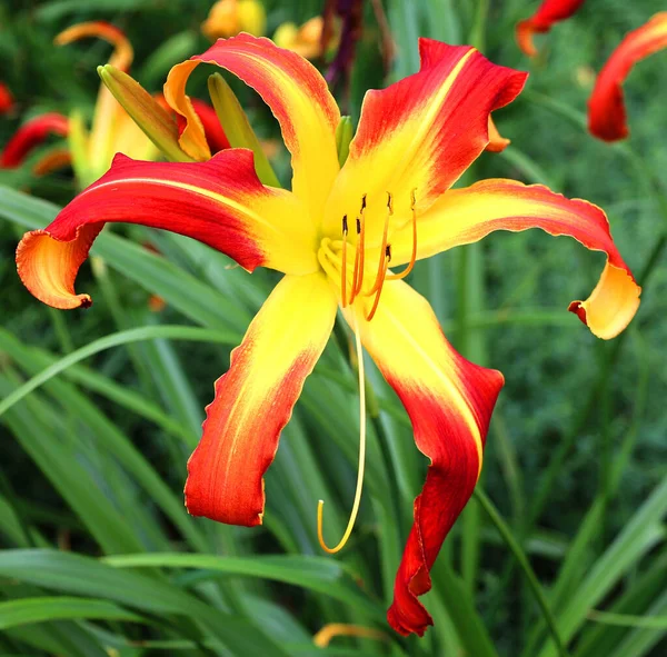 Amaryllis Ist Die Einzige Gattung Unterstamm Amaryllidinae Stamm Amaryllideae Ist — Stockfoto