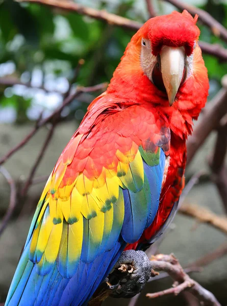 The Scarlet Macaw is a large, red, yellow and blue South American parrot, a member of a large group of Neotropical parrots called macaws. It is native to humid evergreen forests of South America.