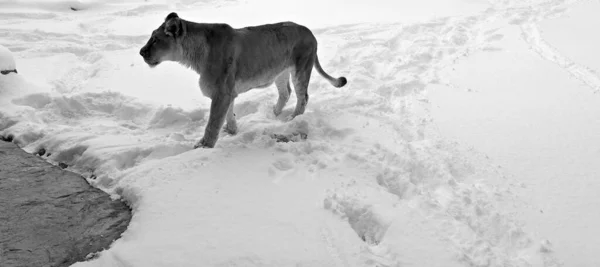 Playing Snow Lion One Four Big Cats Genus Panthera Member — Foto de Stock