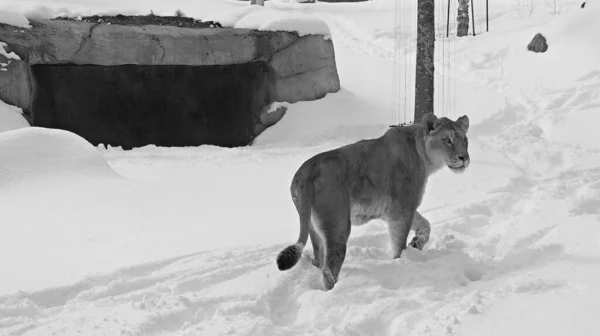 Playing in snow a lion is one of the four big cats in the genus Panthera, and a member of the family Felidae. It is the second-largest living cat after the tiger