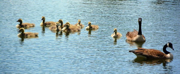 Família Ganso Canadá Branta Canadensis São Grandes Cabeça Pescoço Preto — Fotografia de Stock