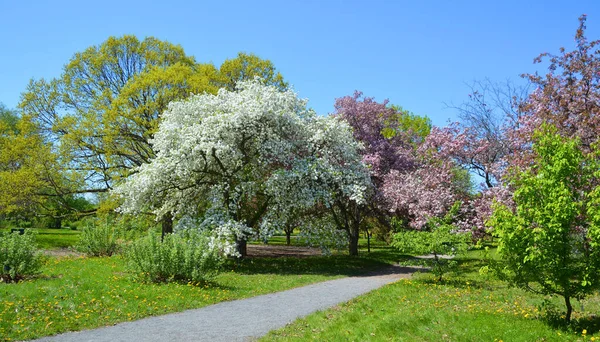 Apple Trees Blooming Deciduous Tree Rose Family Best Known Its — Stock Photo, Image