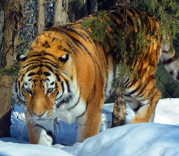 Amur Szibériai Tigris Egy Panthera Tigris Tigris Populáció Távol Keleten — Stock Fotó