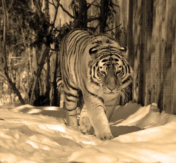 Amur Szibériai Tigris Egy Panthera Tigris Tigris Populáció Távol Keleten — Stock Fotó