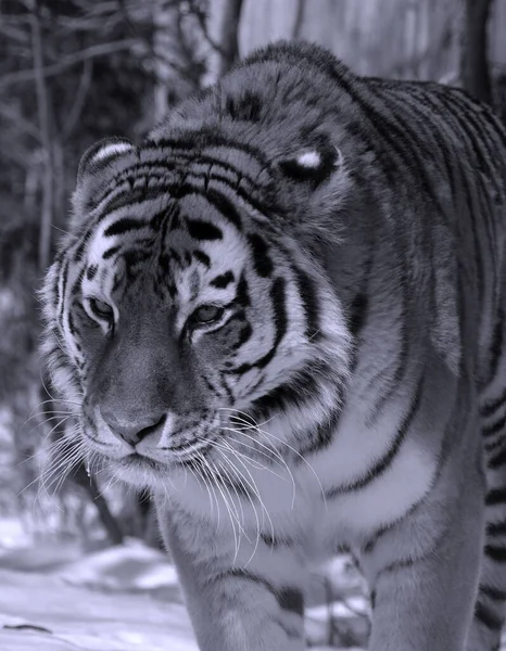 Amur Siberian Tiger Είναι Ένας Πληθυσμός Τίγρης Των Πανθήρων Στην — Φωτογραφία Αρχείου