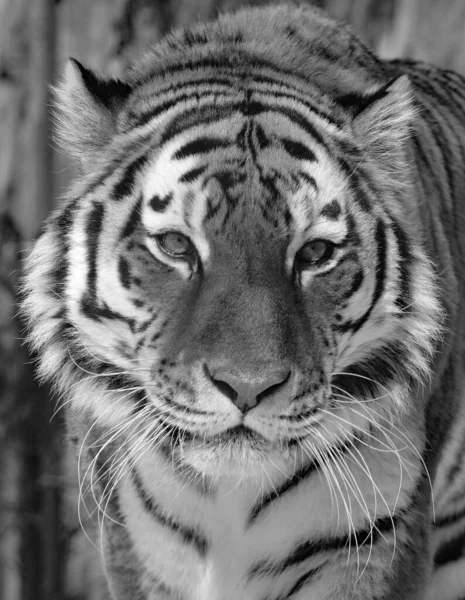 Amur Siberische Tijger Een Panthera Tigris Tigris Populatie Het Verre — Stockfoto