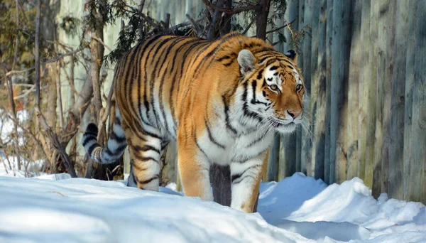 Tigre Siberiano Amur Una Población Tigris Panthera Lejano Oriente Particularmente — Foto de Stock