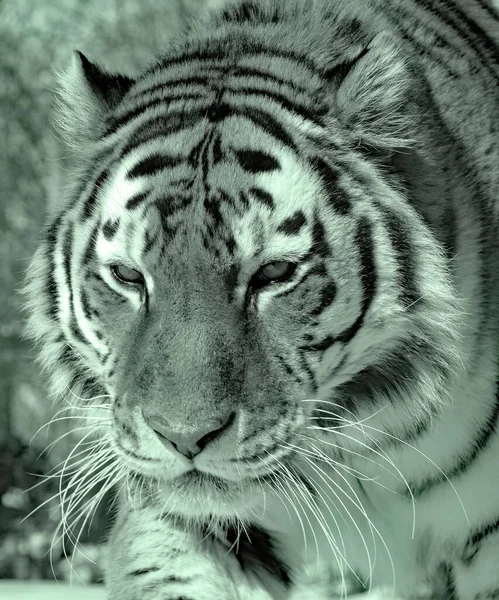 Tigre Sibérien Amour Est Une Population Tigrise Panthera Extrême Orient — Photo