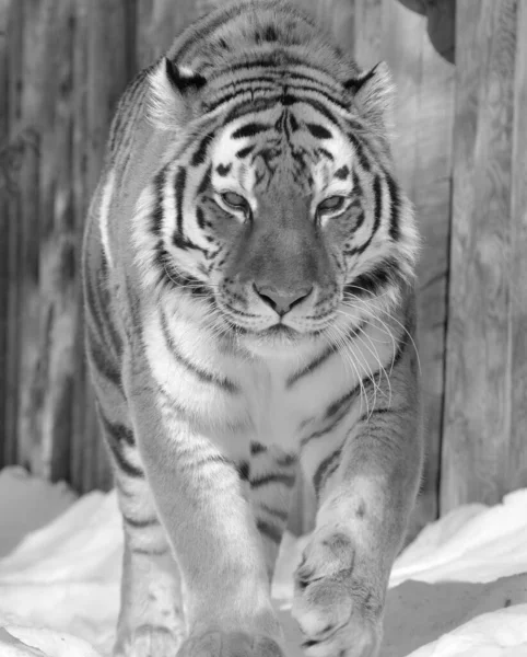 Amur Siberian Tiger Είναι Ένας Πληθυσμός Τίγρης Των Πανθήρων Στην — Φωτογραφία Αρχείου