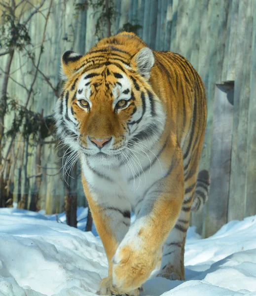 Amur Sibirischer Tiger Ist Eine Panthera Tigris Tigris Population Fernen — Stockfoto