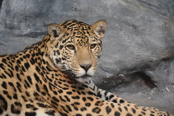 Jaguar Gato Felino Gênero Panthera Apenas Espécies Existentes Panthera Nativas — Fotografia de Stock