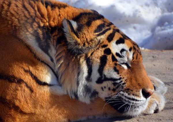 Tigre Siberiano Amur Una Población Tigris Panthera Lejano Oriente Particularmente —  Fotos de Stock