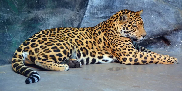 재규어 Jaguar 고양이로 파나마 Panthera 고양이 종으로 아메리카에 서식하는 유일하게 — 스톡 사진