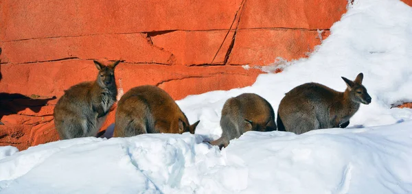 Inverno Wallaby Qualquer Animal Pertencente Família Macropodidae Que Menor Que — Fotografia de Stock