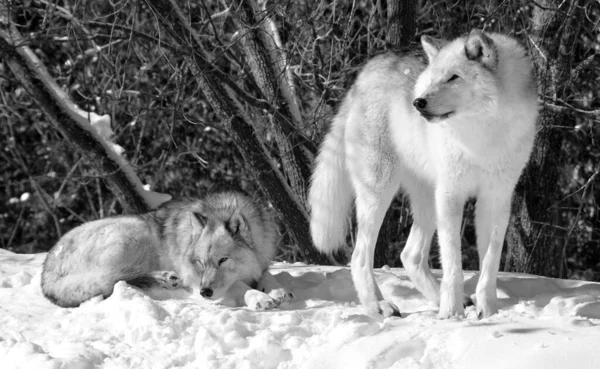 Winter Grijs Grijze Wolf Ook Hout Westerse Wolf Een Hond — Stockfoto