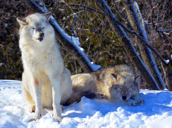Invierno Lobo Gris Gris También Madera Lobo Occidental Canino Nativo — Foto de Stock