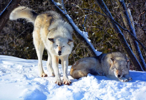 Gray Wolf Grey Wolf 겨울에는 숲이나 늑대로 유라시아와 북아메리카의 지역에서 — 스톡 사진