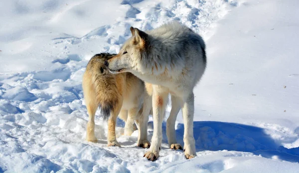 Зимой Серый Серый Волк Древесина Западный Волк Является Псом Уроженцем — стоковое фото