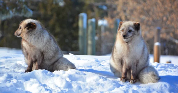 Зимой Арктическая Лиса Vulpes Lagopus Известная Белая Полярная Снежная Лиса — стоковое фото