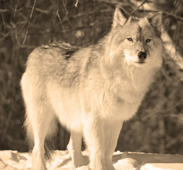 Winter Grijs Grijze Wolf Ook Hout Westerse Wolf Een Hond — Stockfoto