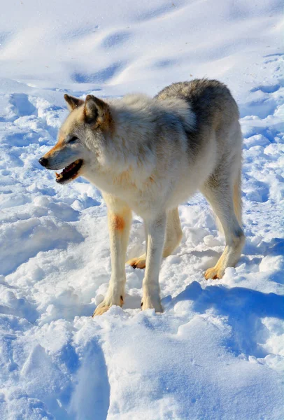 Invierno Lobo Gris Gris También Madera Lobo Occidental Canino Nativo —  Fotos de Stock