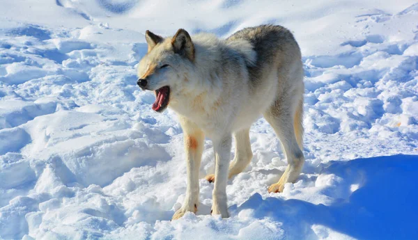Hiver Loup Gris Gris Aussi Appelé Loup Ouest Est Canin — Photo