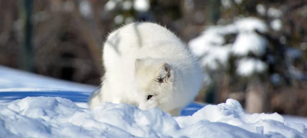 Зимой Арктическая Лиса Vulpes Lagopus Известная Белая Полярная Снежная Лиса — стоковое фото