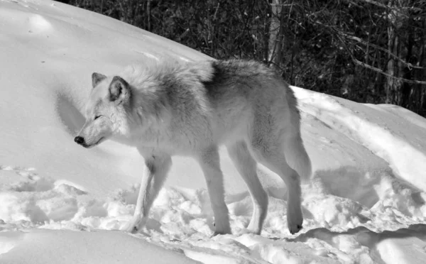 Winter Grijs Grijze Wolf Ook Hout Westerse Wolf Een Hond — Stockfoto