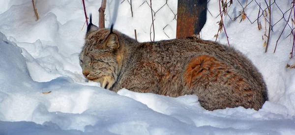 Invierno Canadá Lince Lince Canadiense Mamífero Norteamericano Familia Felidae — Foto de Stock