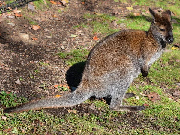 Wallaby Macrópodo Pequeño Mediano Nativo Australia Nueva Guinea —  Fotos de Stock